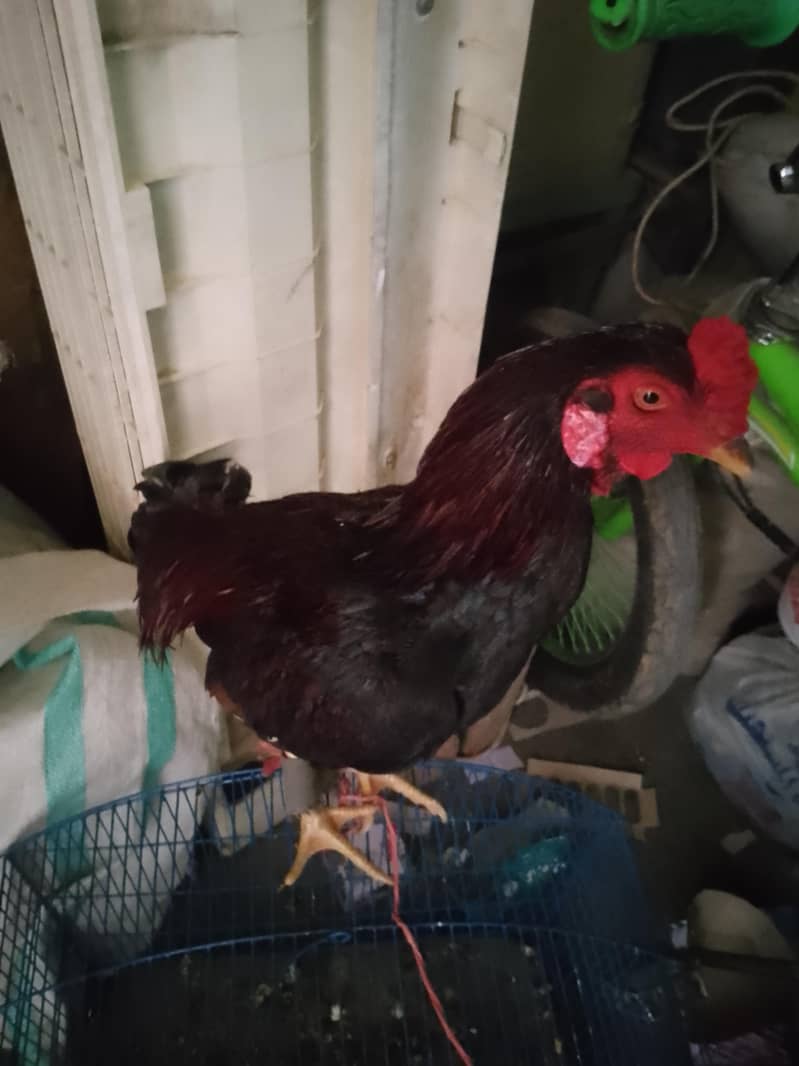 گھر کا پالا ہوا بچہ ہے 3