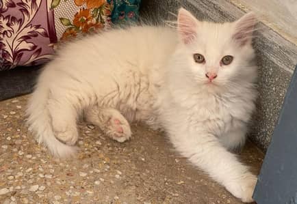 Persian Kitten white