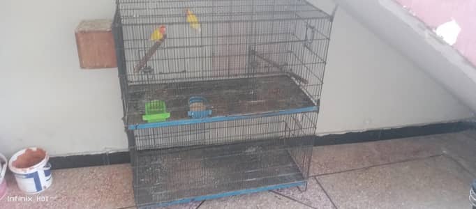 1 pair love bird Latino red eye eggs bi deye howy Hain + 2 portion cag