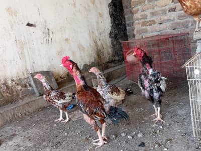 Pure aseel Murga and Madi. WhatsApp (03361519335)