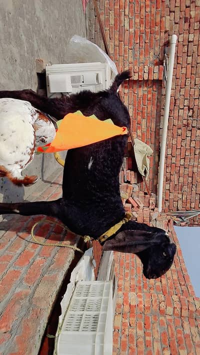 black bakri ha betal or ak china bacha ha desi bakri ha.