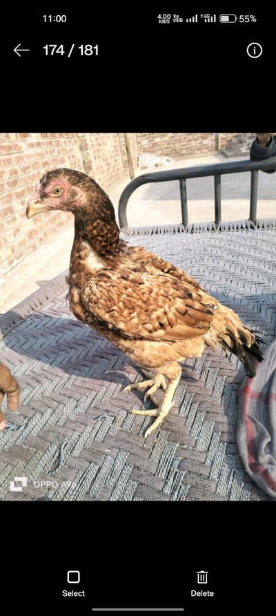 pili madi 03053391036