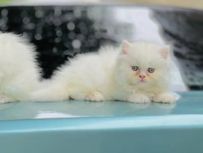 Persian cat for sale my WhatsApp number 0329-70-46-121