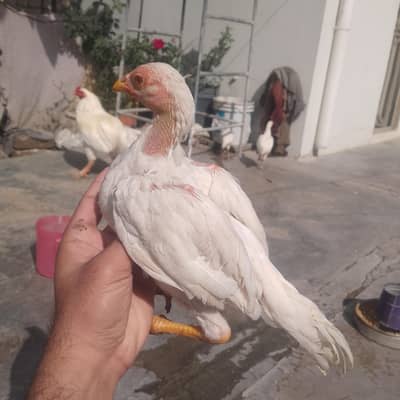 paper white Aseel chiks