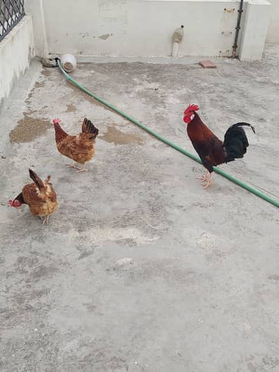 Desi hens forsale