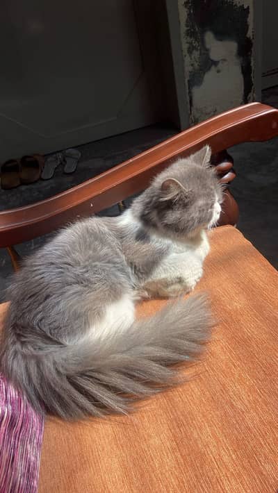 Persian cat