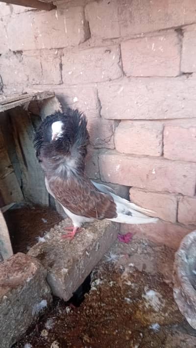 jacobin pair for sale