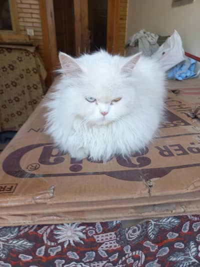 Persian cat female