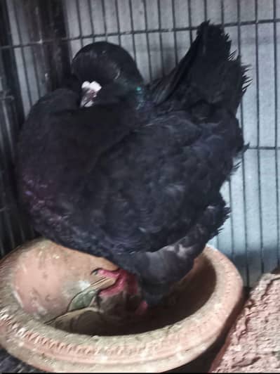 Jet Black US Show king modena 100% Breeder Female