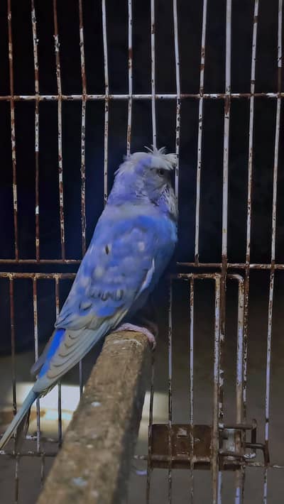 crested pair for sale contact whatsapp 03052645299