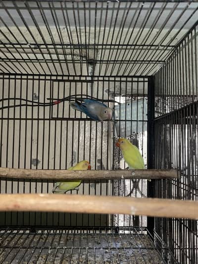 Cocktail lovebirds java