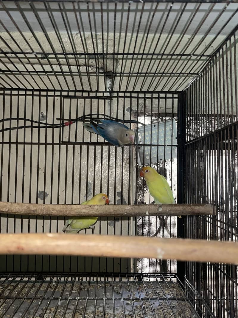 Cocktail lovebirds java 0