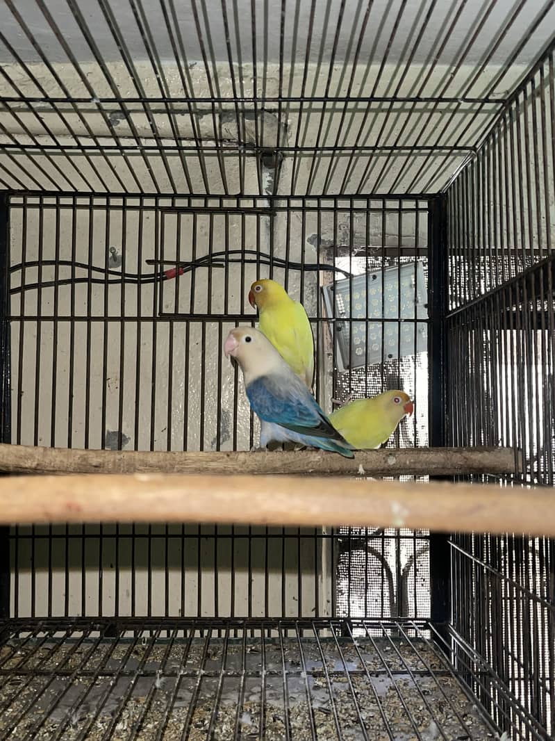 Cocktail lovebirds java 1