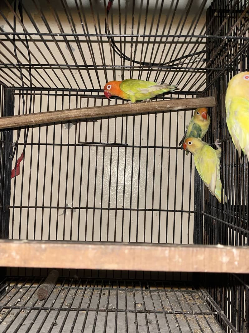 Cocktail lovebirds java 2