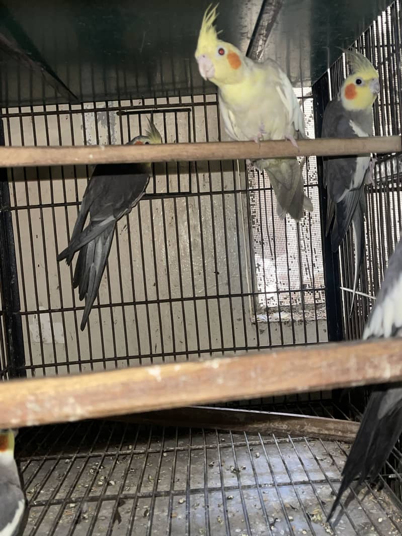 Cocktail lovebirds java 3