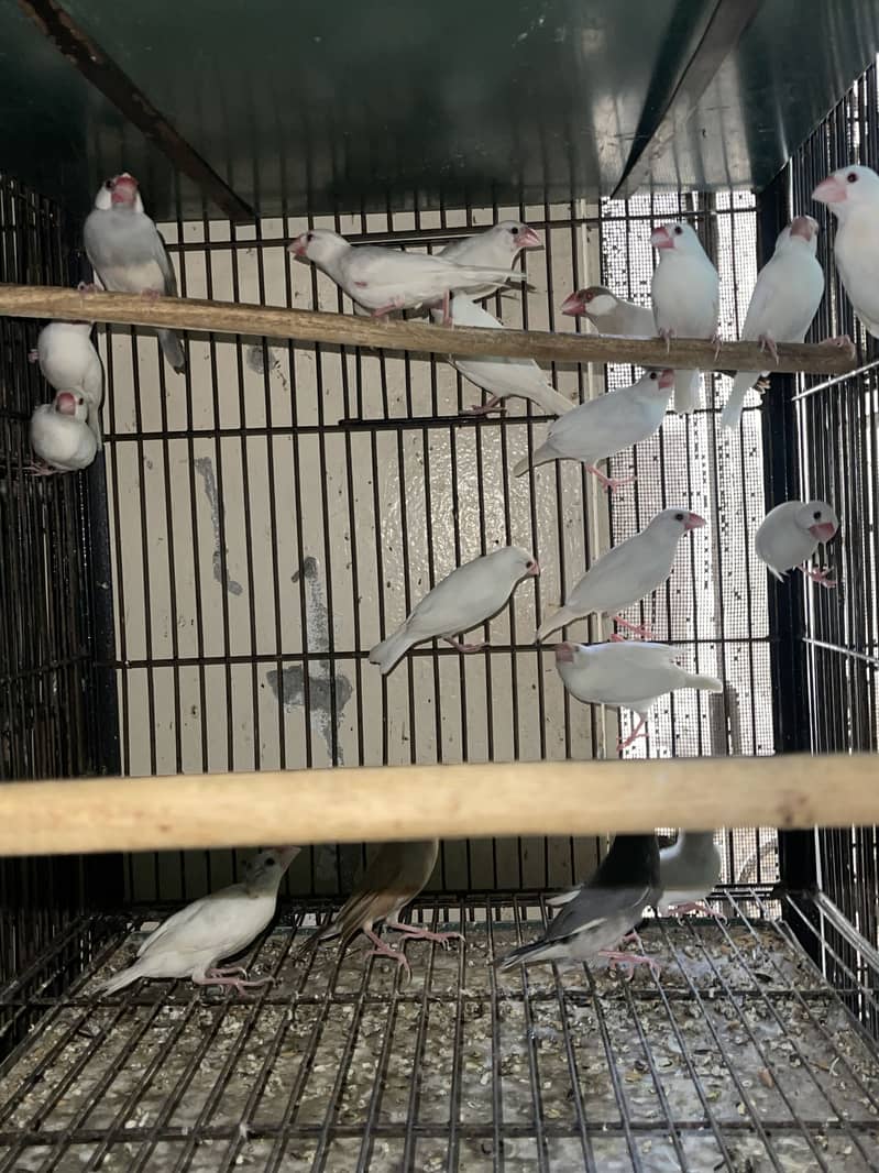 Cocktail lovebirds java 4