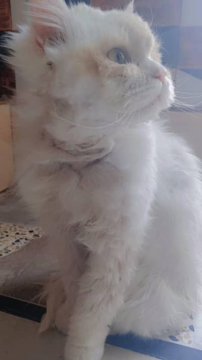 Persian cat for sale