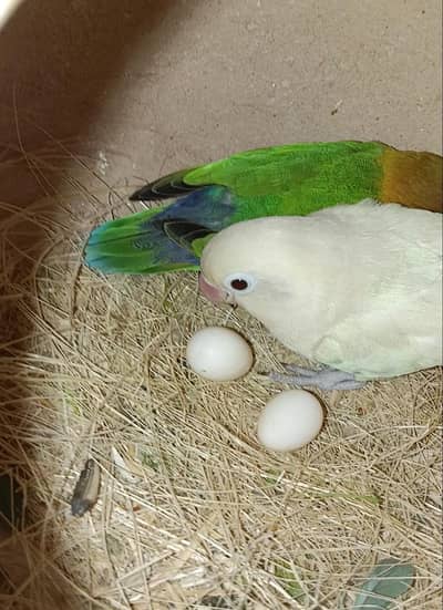 Australian Parrot & Lovebirds With Egg Complete Setup With Cage