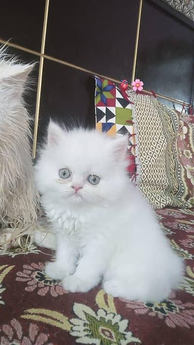 03096845320 . . whatsapp  no male cat age 2 month name popcorn  punch