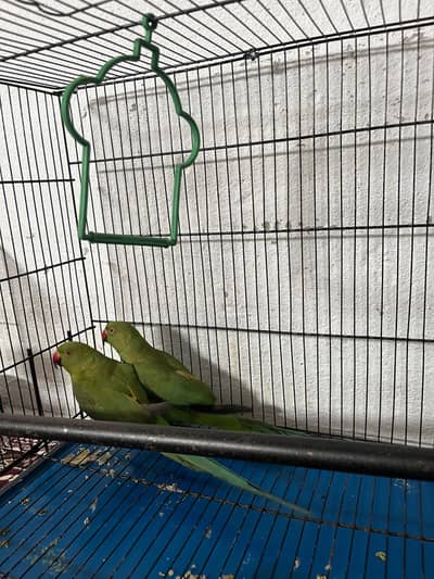 Green Ringneck Beautiful pair