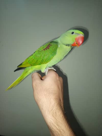 Kashmiri Raw parrot