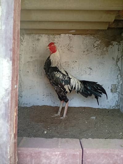 Aseel Java Male Age 14 Months