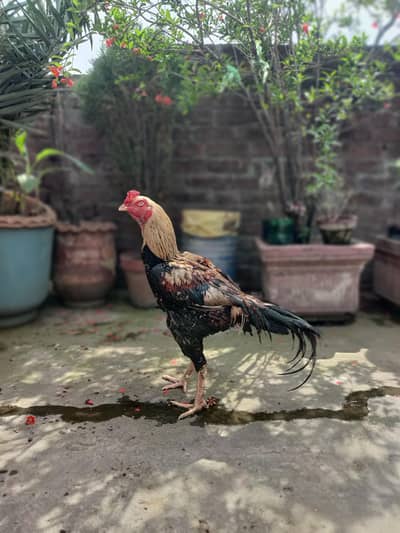 shamo cross good height mote gardan