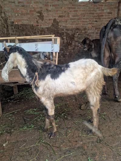 5 bakre for sale contact no(03004027517)