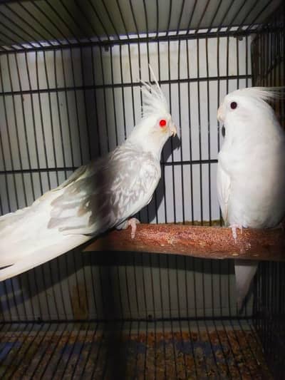 Cockatiel Fellow pair