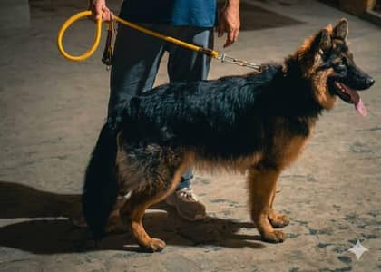 German shepherd dog | long coat | gsd dog | quality male dog
