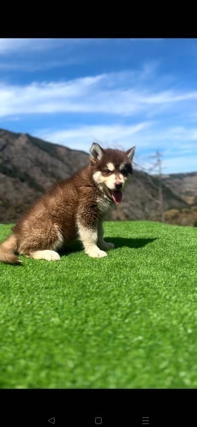 Siberian Husky Puppy Wooly Coat Male And Female Husky Puppies