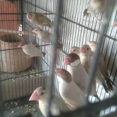 Fawn java 10 piece pathay