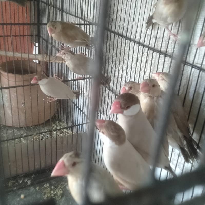 Fawn java 10 piece pathay 0