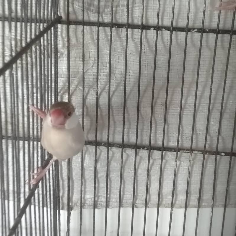 Fawn java 10 piece pathay 1