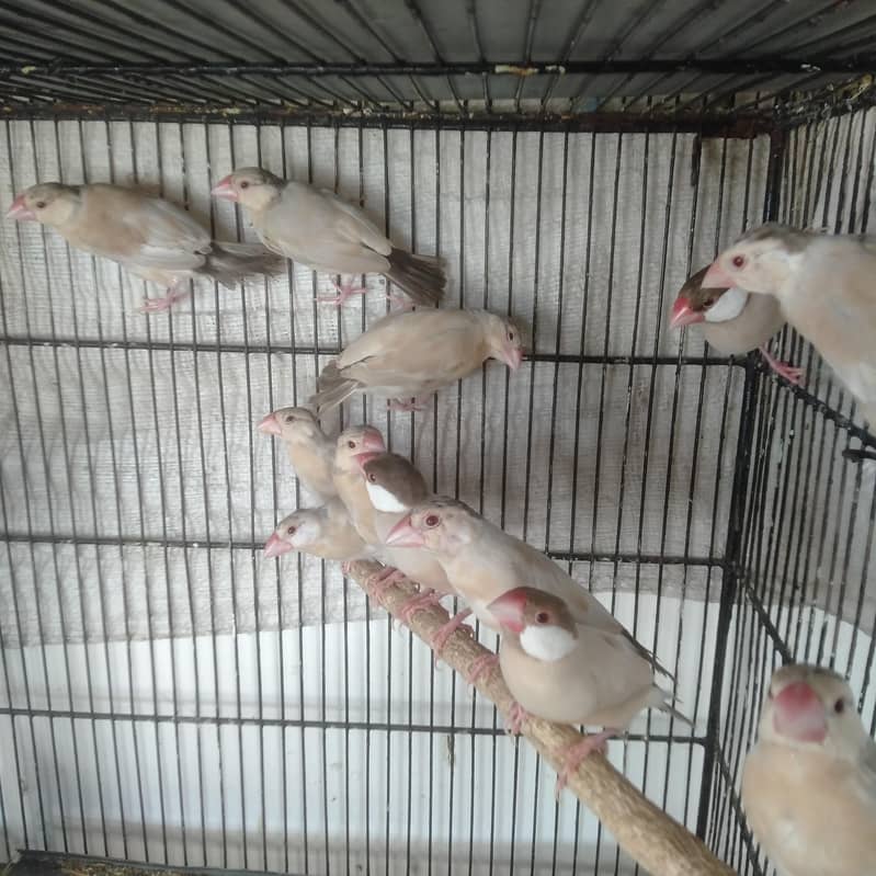 Fawn java 10 piece pathay 2