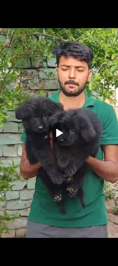 Ballo type puppies male and female