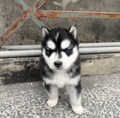 Siberian Husky Puppies