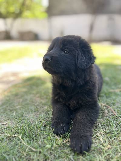 Black German Shephard