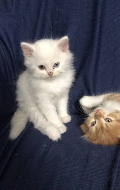 Persian  Kittens