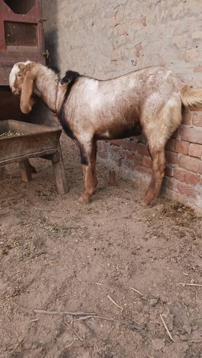 bakra for sale location Faisalabad Jang road painsra 84 JB sarshamir