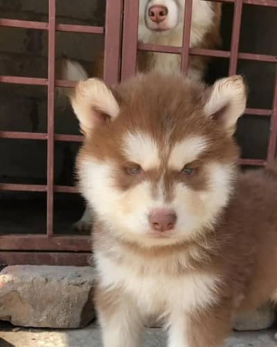 Siberian husky pappi