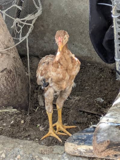 Aseel murga 03484619159