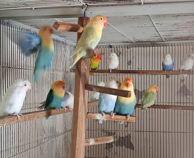 Albino red eyes | Parblue | Decino | Creamino | Parrot | Love Bird