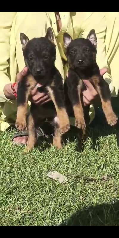 German Shepherd puppy | Long Coat puppies | Dog For Sale | GSD
