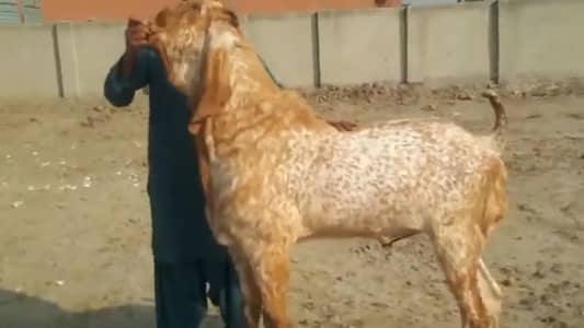 Makkhi China Bakra For Sale 03266288418