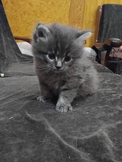 male persion kitten for sale