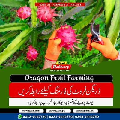 Dragon Fruit Plants Available Healthy & High Yield Plants 03129442750