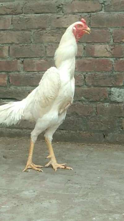 pure white shamo top quality male available