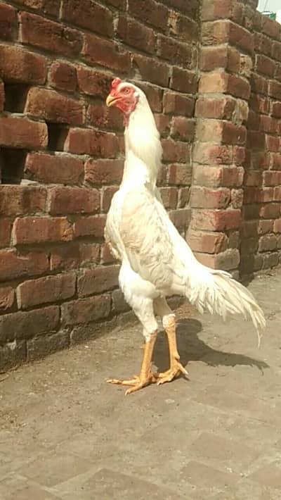 pure white shamo top quality male available