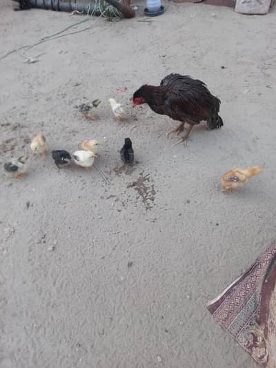 aseel murghi sath 10 bachy